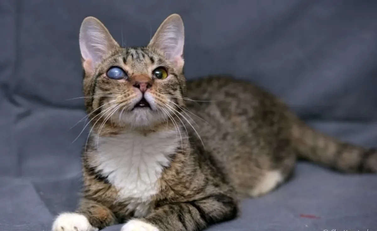 O gato cego (de um ou dois olhos) precisa de um ambiente adaptado e outros cuidados