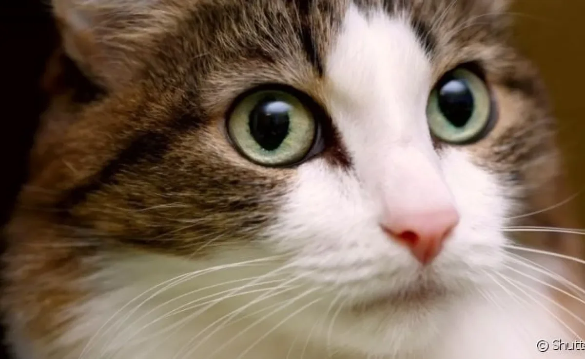 A pupila de gato pode ficar dilatada ou retraída por conta de uma série de fatores