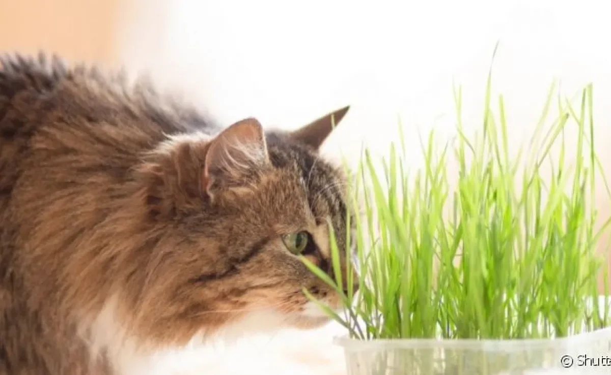 A grama para gatos é associada ao alívio de enjoo, mas o gato comendo grama pode ter outros significados