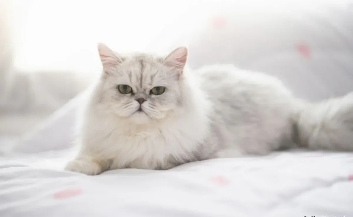 O gato Persa é um animal dócil, afetuoso e de fácil convivência