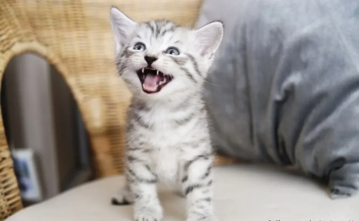 O miado de gato pode significar várias coisas.