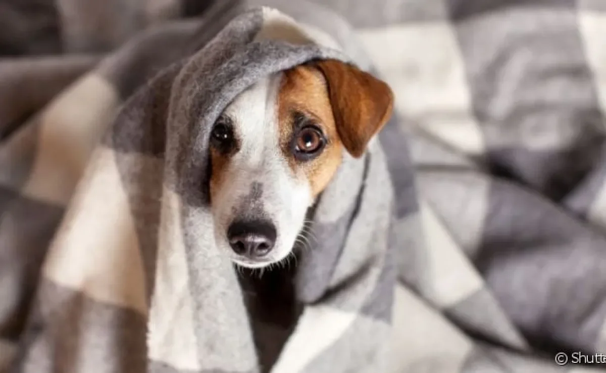 Cada fase da cinomose canina afeta um sistema do corpo do animal