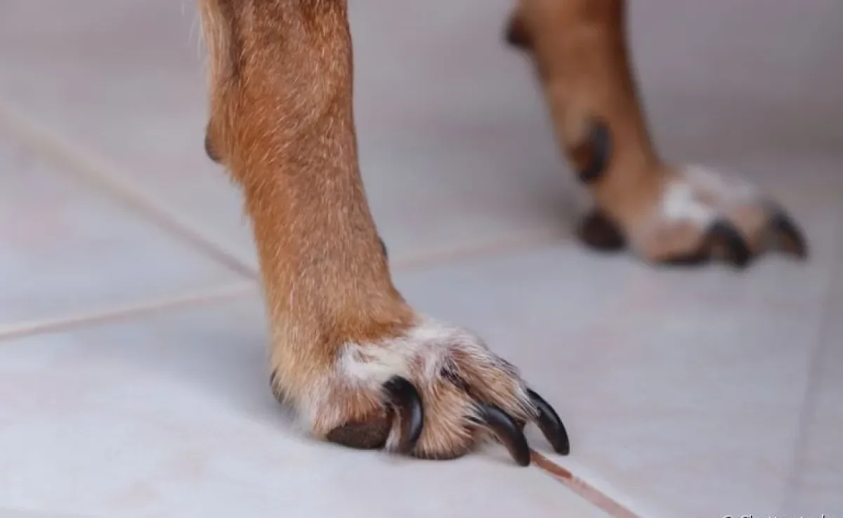 A unha de cachorro ajuda na locomoção e é um mecanismo de defesa 