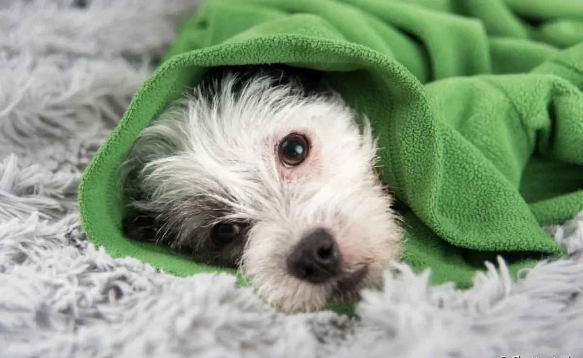 Cachorro gripado é algo comum no inverno e tempos mais frios