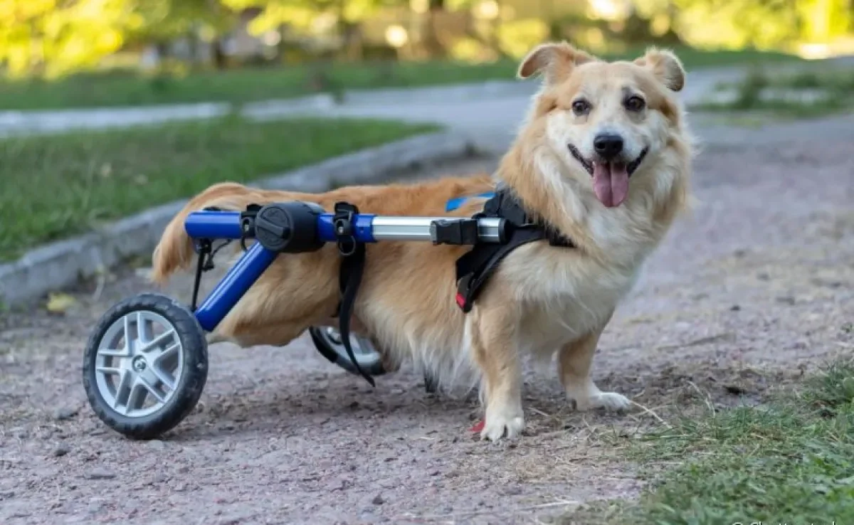 O carrinho para cachorro deficiente é muito útil para que o animal consiga se movimentar sem dificuldade