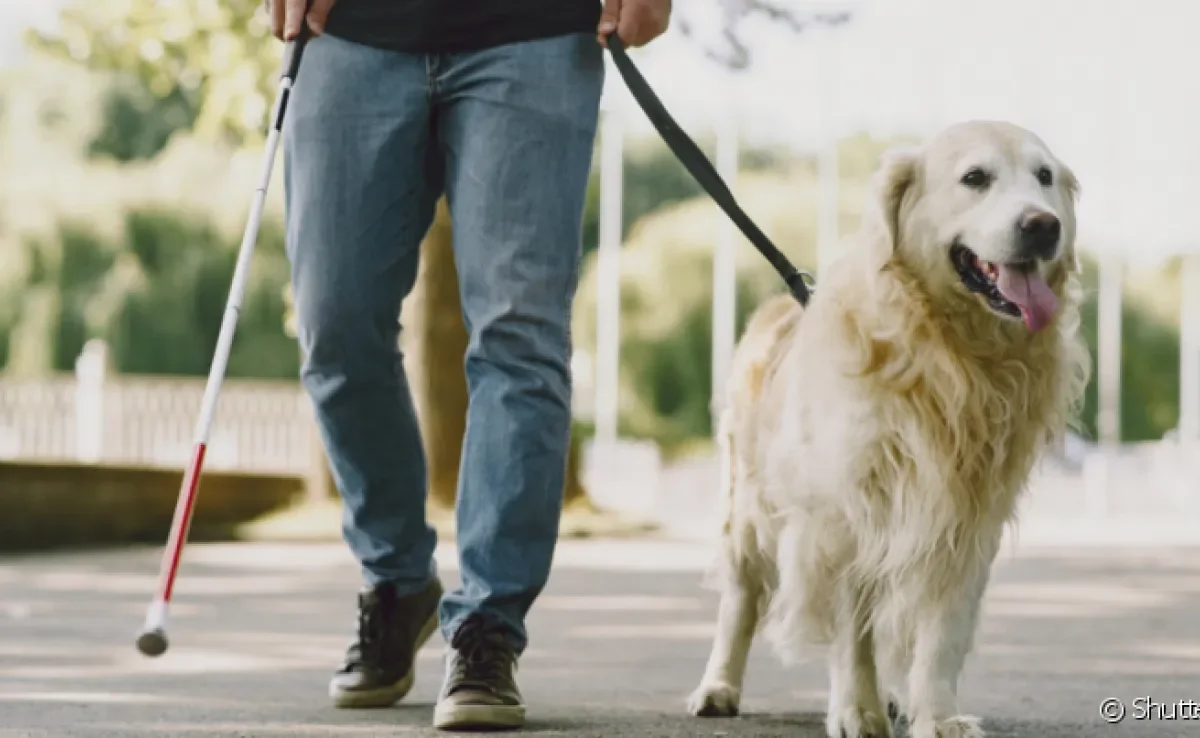 O cão guia ajuda a pessoa com deficiência visual a se locomover e ter mais independência no dia a dia