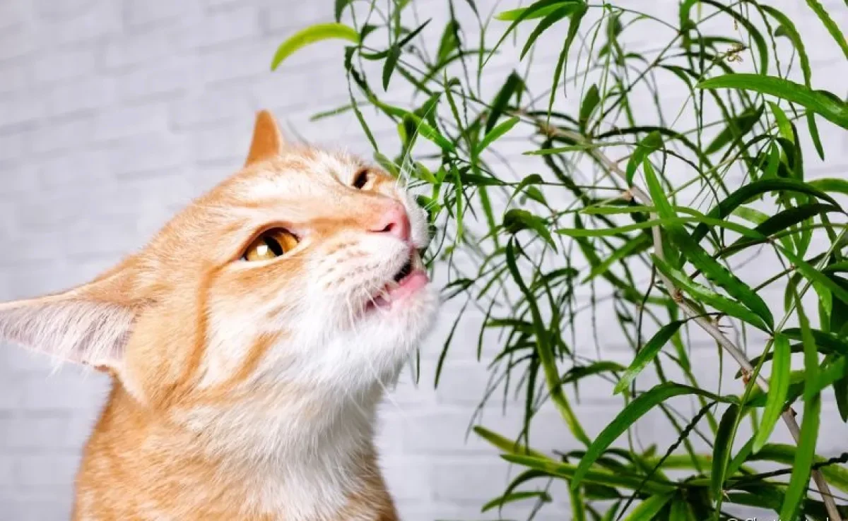 As plantas para gatos mais seguras são aquelas que os bichanos podem comer sem passar mal