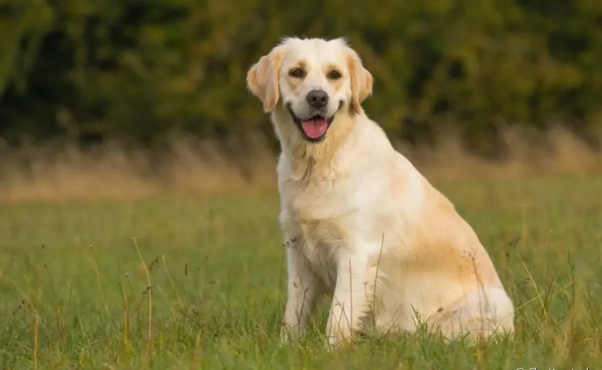 Displasia coxofemoral: cães herdam o problema geneticamente dos pais, e algumas raças são mais afetadas