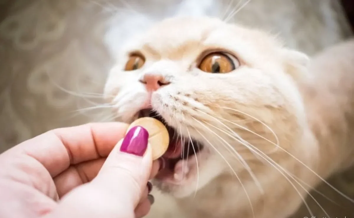 O vermífugo para gatos é super necessário e deve ser reforçado por toda a vida do animal