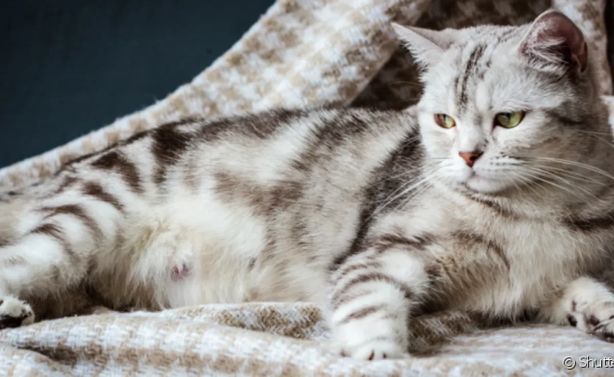 A dieta durante a gestação de gato deve garantir que nenhum nutriente fundamental para mãe e filhote fique em falta