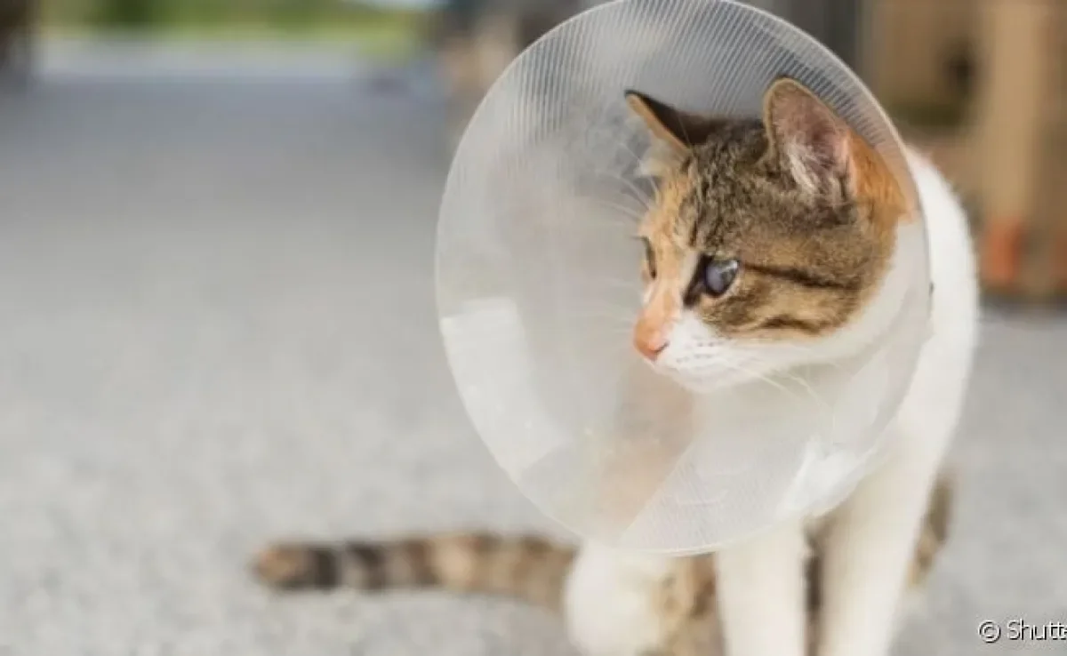 Colar elizabetano: gatos precisam do acessório em cirurgias ou tratamentos em que o pet não pode lamber parte do corpo