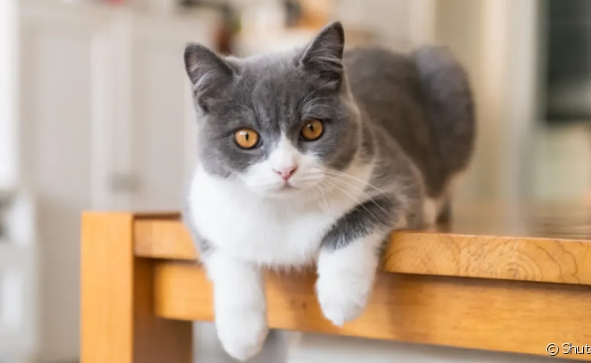  Saber como educar gato que sobe na mesa é importante para evitar sujeiras e acidentes 