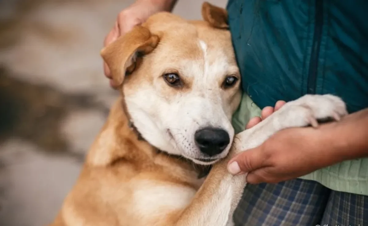  O resgate de animais deve ser feito com cautela 