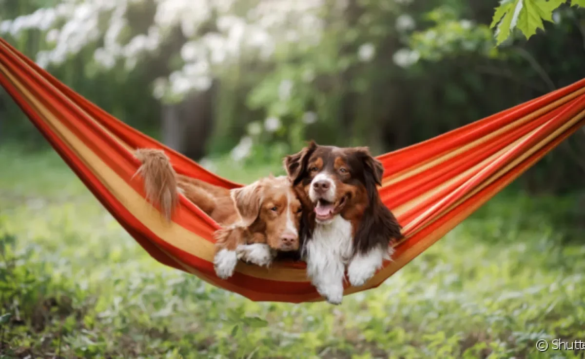 A rede para cachorro é um acessório que promove conforto e segurança para o pet descansar
