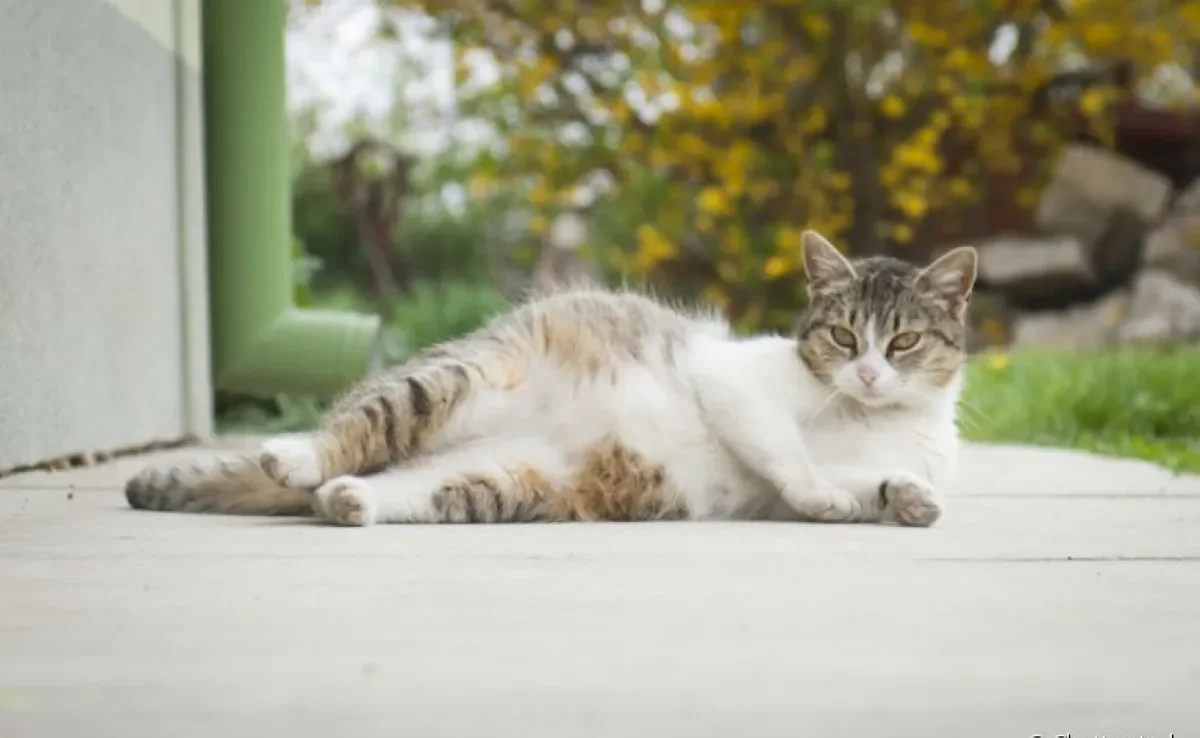 A gestação de gato deve ser diagnosticada por um médico veterinário, e não apenas por testes