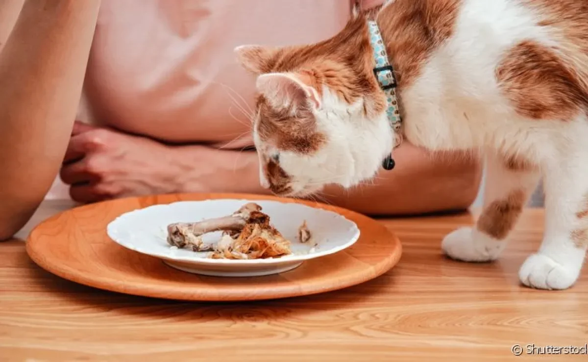 Gato pode comer frango, desde que o alimento não esteja cru