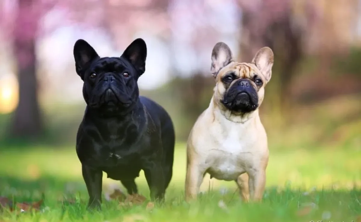 O pedigree de cachorro certifica que o animal pertence a uma determinada raça