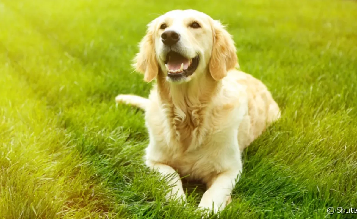 As raças de cachorro submisso, como Labrador e Golden, costumam ser mais dóceis, apegadas e obedientes ao tutor