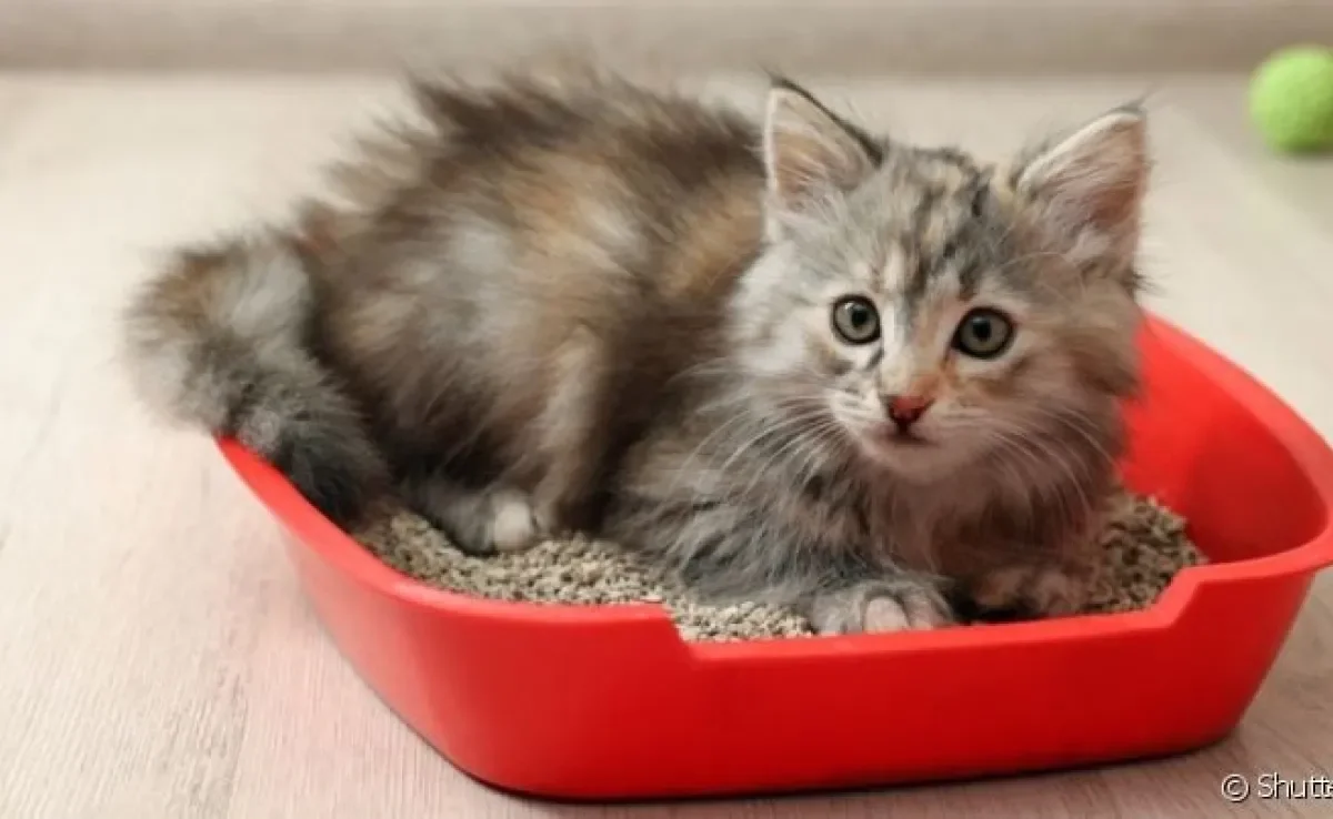 Gatos são higiênicos e criteriosos até na hora de usarem a caixa de areia