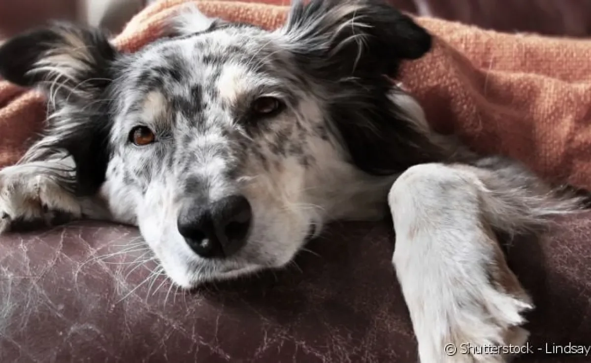 As larvas podem viver por até 7 anos no corpo do cão hospedeiro.