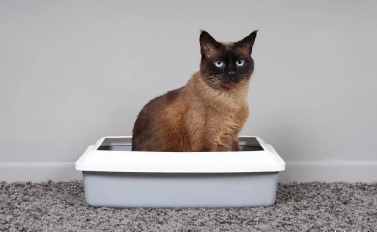 O xixi de gato tem alta concentração de ureia porque os gatos bebem pouca água