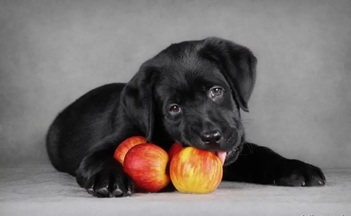 Cachorro pode comer maçã e até faz muito bem, mas é preciso alguns cuidados