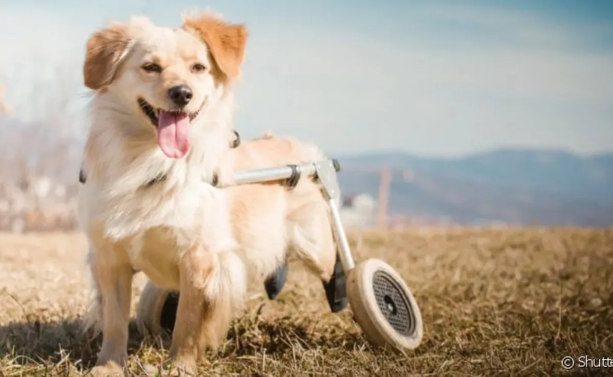 Seja um cachorro paraplégico, cego ou surdo, um pet com deficiência enfrenta mais dificuldade para ser adotado