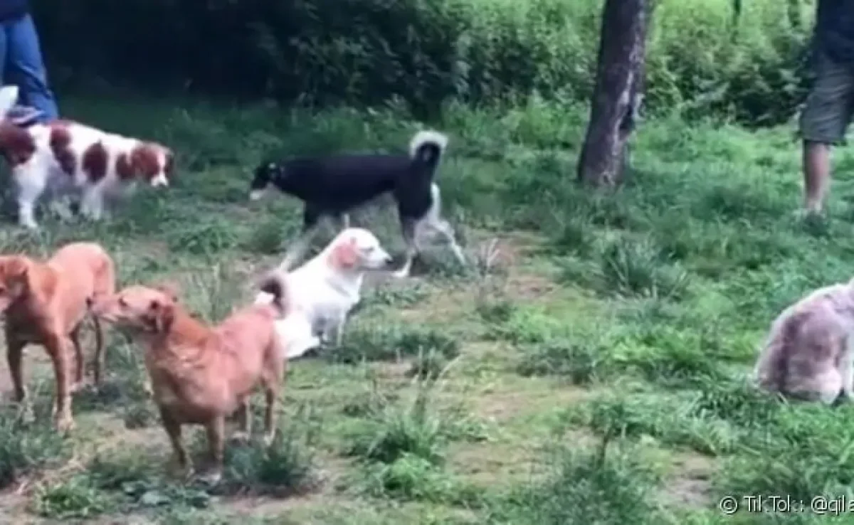 Já viu cachorro que não quer interagir? Conheça o caso dos doguinhos antissociais!