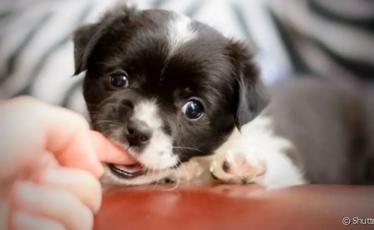  O cachorro filhote mordendo costuma ser uma consequência da troca de dentes 