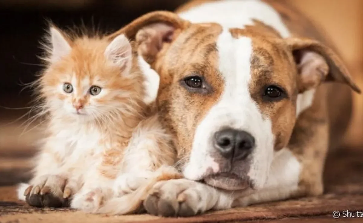 O criptorquidismo em cães e gatos traz uma série de consequências à saúde dos pets