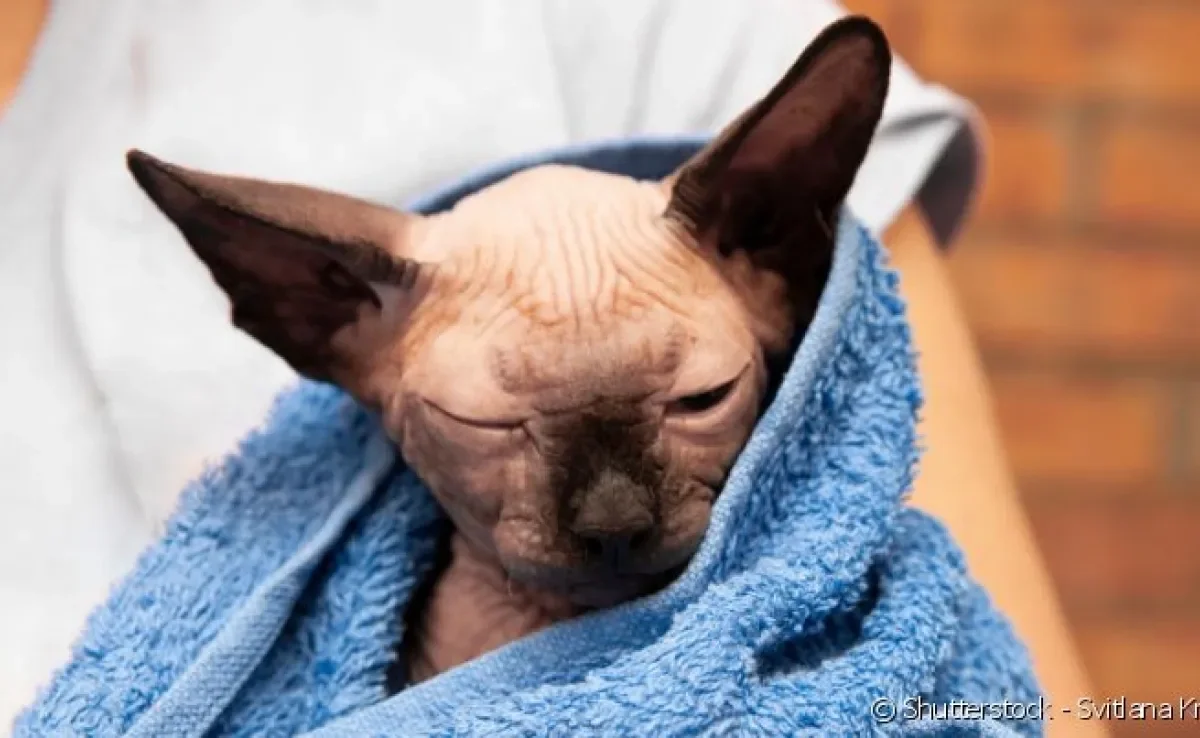  Gatos sem pelo precisam tomar banho, pelo menos, uma vez ao mês. 