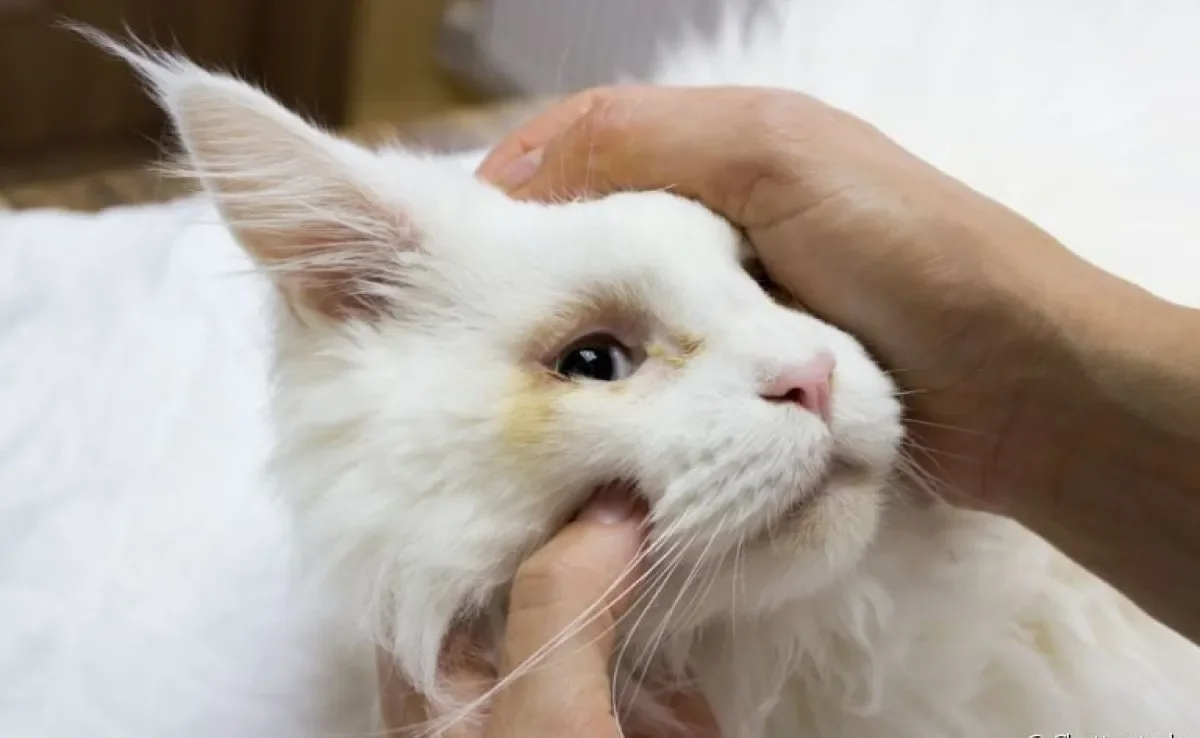 Gato com remela amarela pode ser indicativo de infecções ou doenças oculares