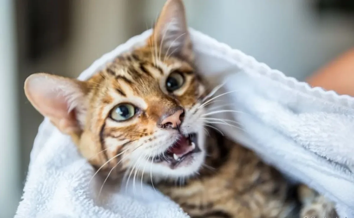 O complexo gengivite estomatite felina é caracterizado pela inflamação e ulceração da mucosa oral dos gatos