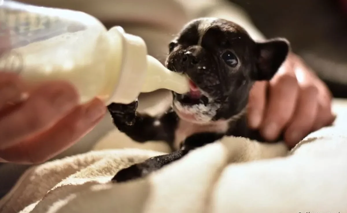 O leite para filhote de cachorro artificial pode ser encontrado em pet shops
