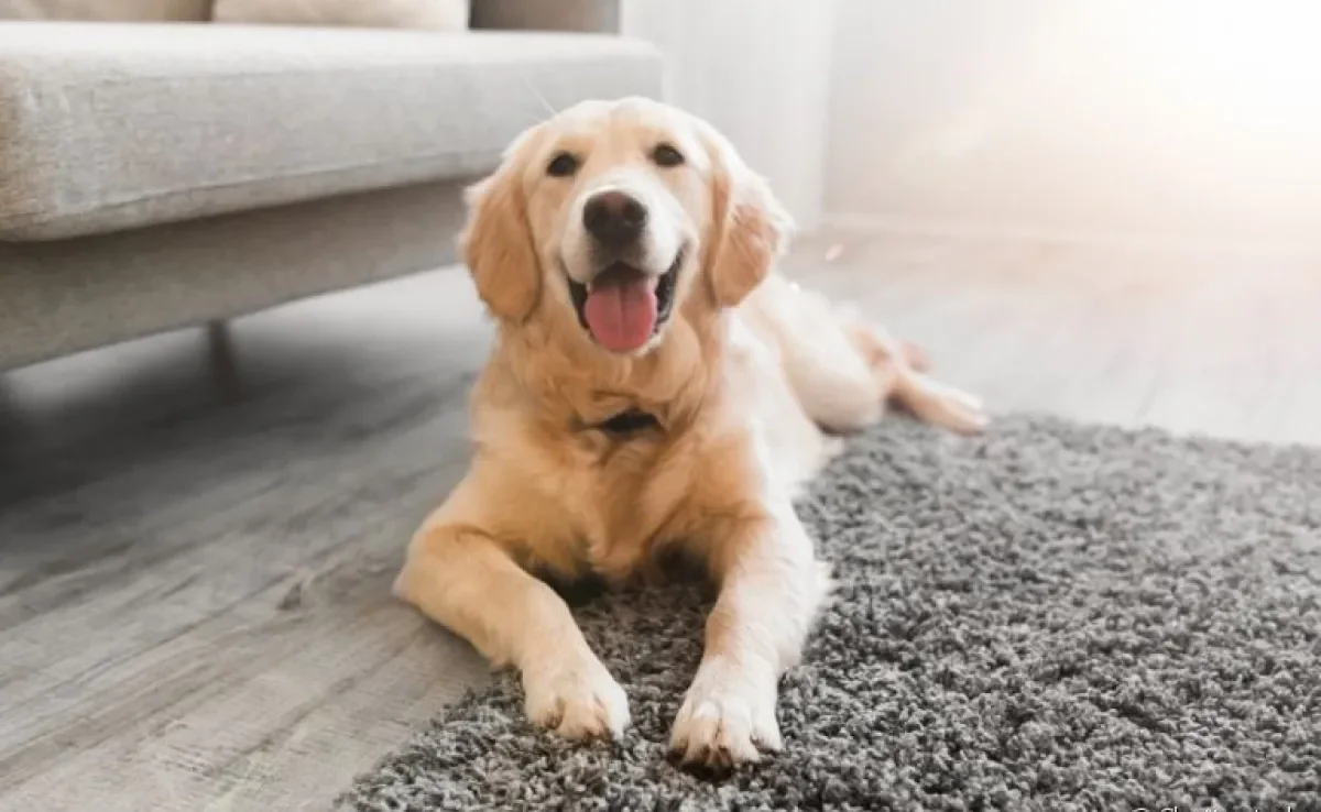  O truque de cachorro deitado pode ser ensinado de maneira fácil e rápida