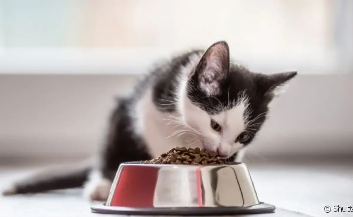  A ração para filhote de gato contém todos os nutrientes essenciais nessa fase da vida