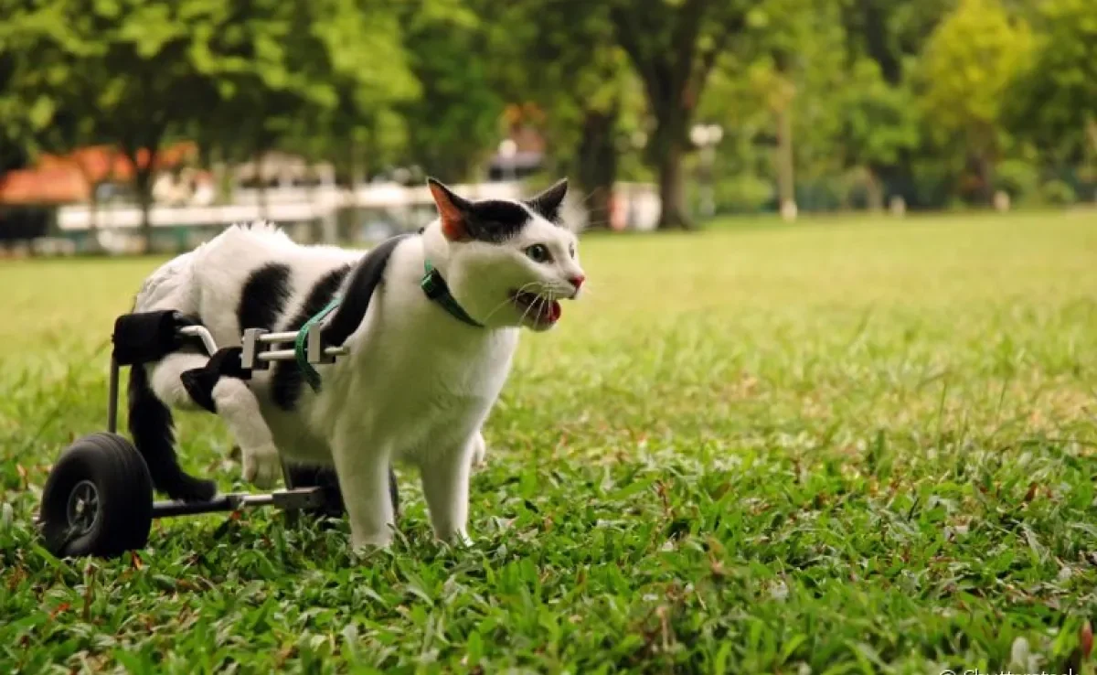 O gato deficiente exige uma série de cuidados, e a fisioterapia pode ser uma grande aliada