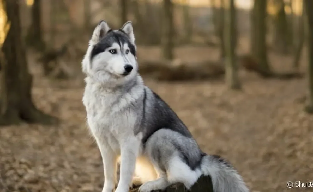 O Husky Siberiano é um cachorro apaixonante e cheio de curiosidades