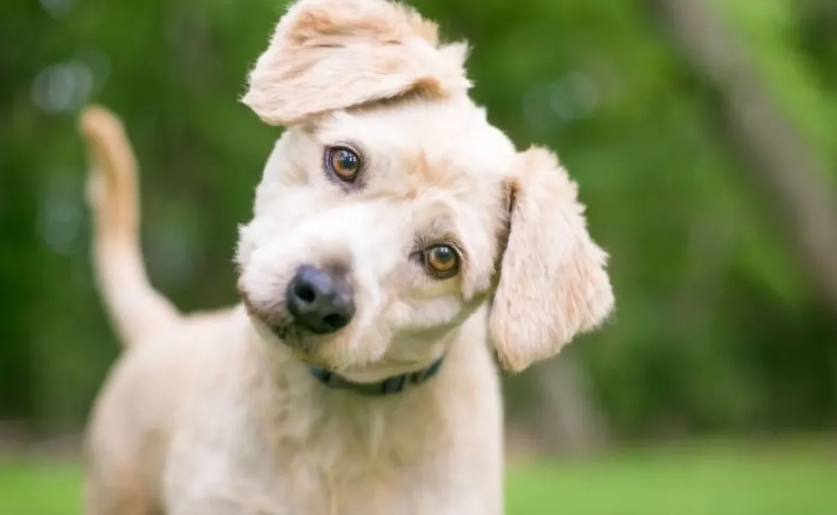 Leishmaniose canina: saiba mais sobre a doença que pode ser fatal e transmitida para humanos!
