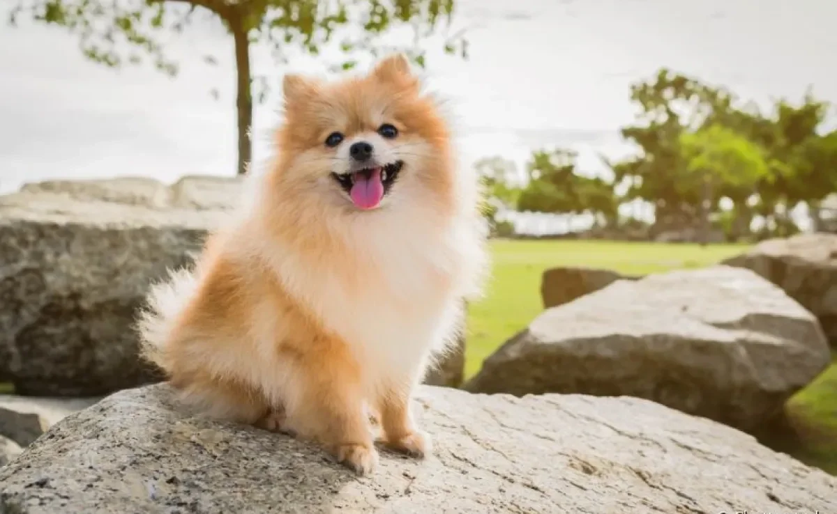 Lulu da Pomerânia ou Spitz Alemão Anão: conheça mais sobre o cachorro de porte pequeno que conquista todo mundo