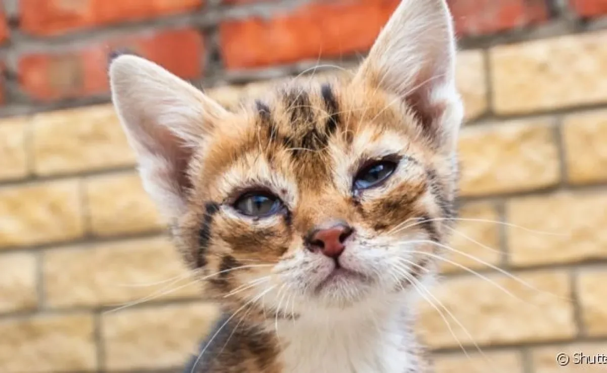 Secreção no olho do gato filhote pode ser sinal de quadros mais graves