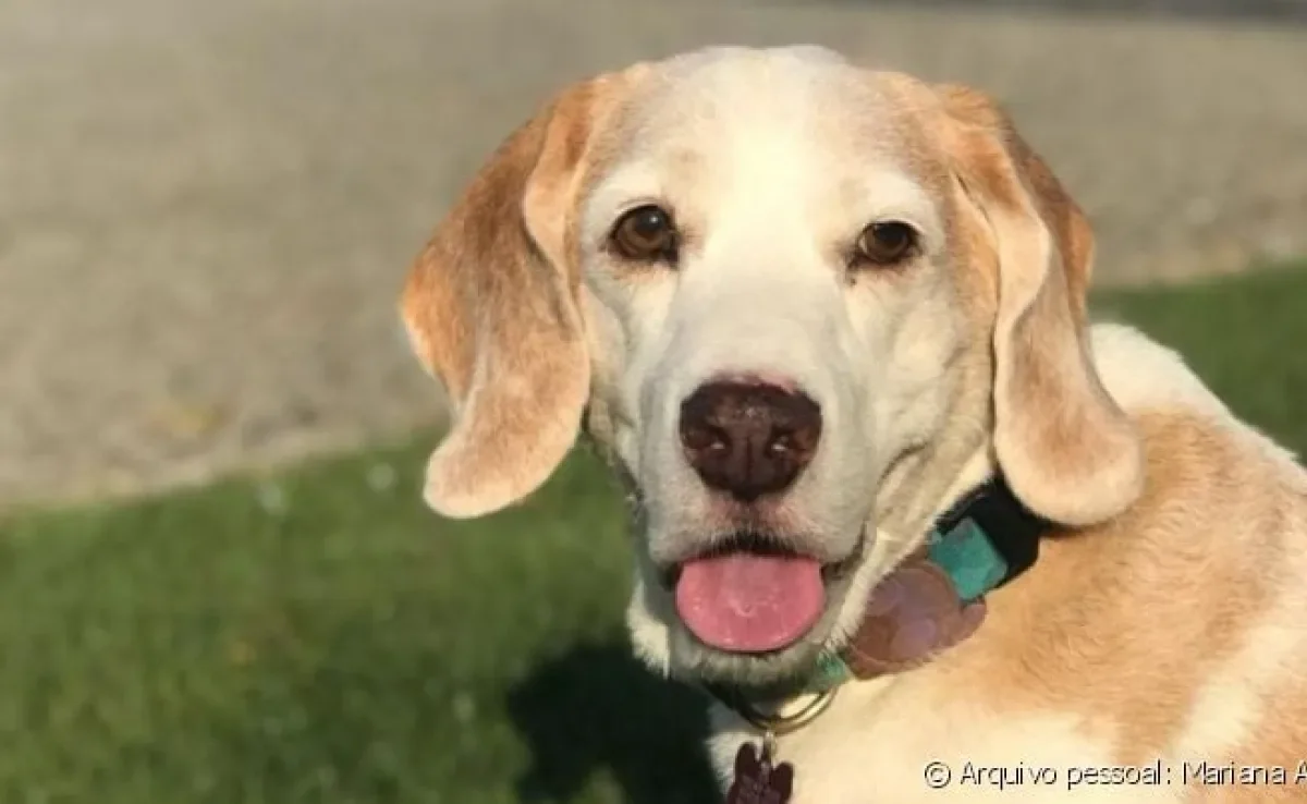 Guga é um Beagle que adora comer, passear ao ar livre e ficar em casa curtindo a família