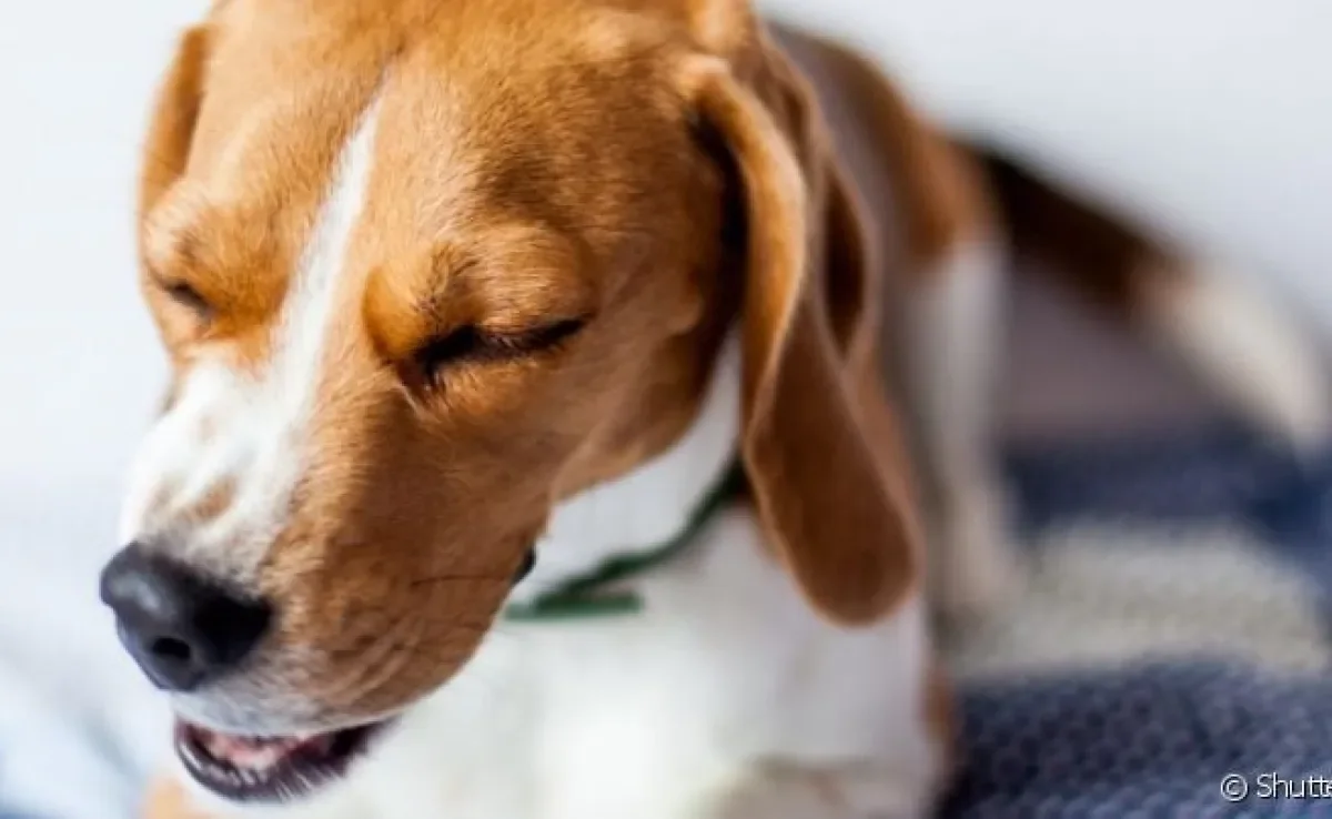  Tosse de cachorro seca tem várias causas e pode ser grave 