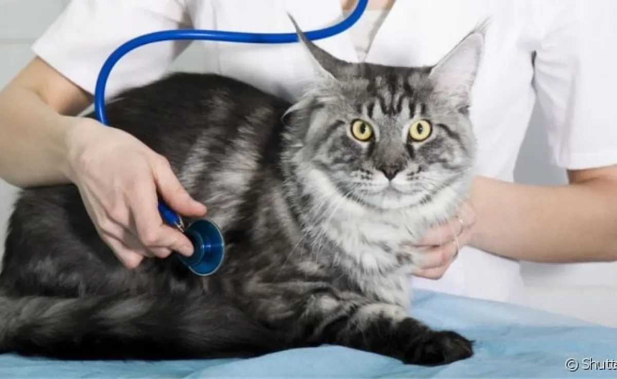 A cardiomiopatia dilatada em gatos é uma doença grave que afeta o coração dos bichanos