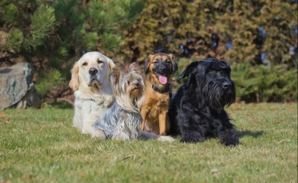 Cada raça de cachorro tem uma característica que a torna distinta das outras