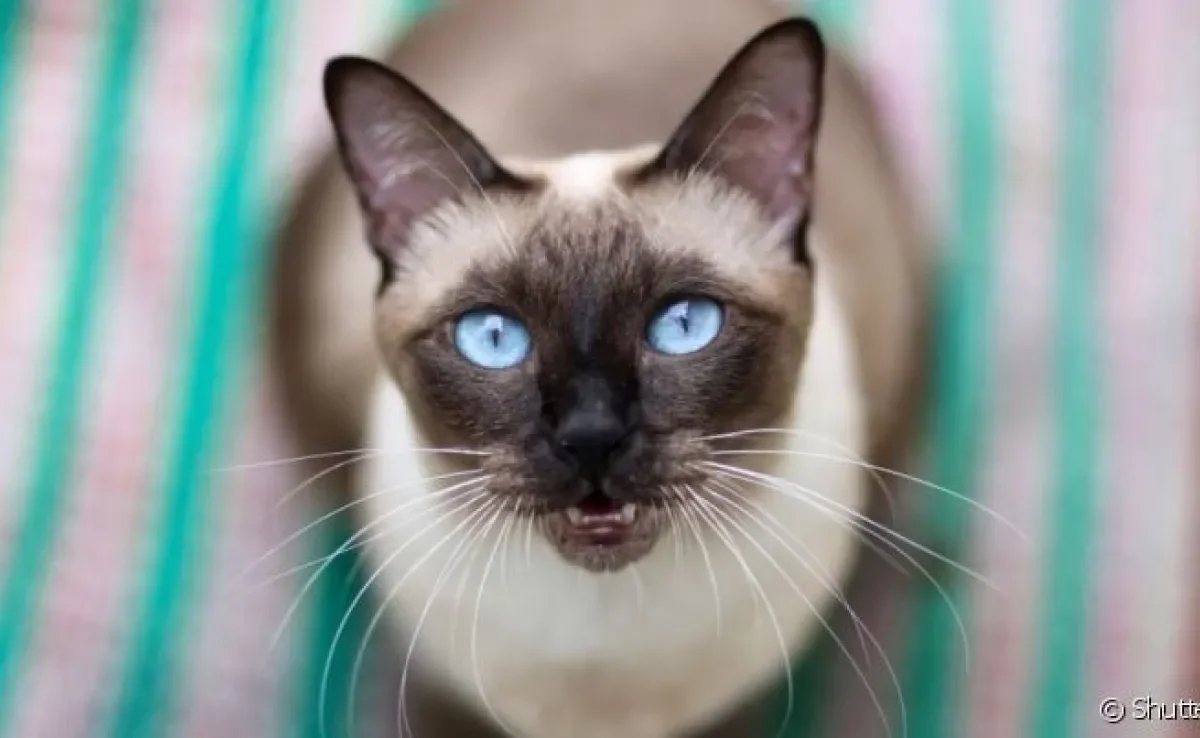 Gato com olho azul sempre faz qualquer pessoa se apaixonar