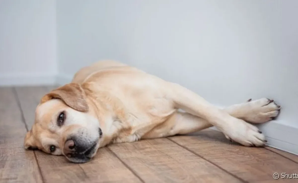  Cachorro cavando a parede é sinal de estresse 