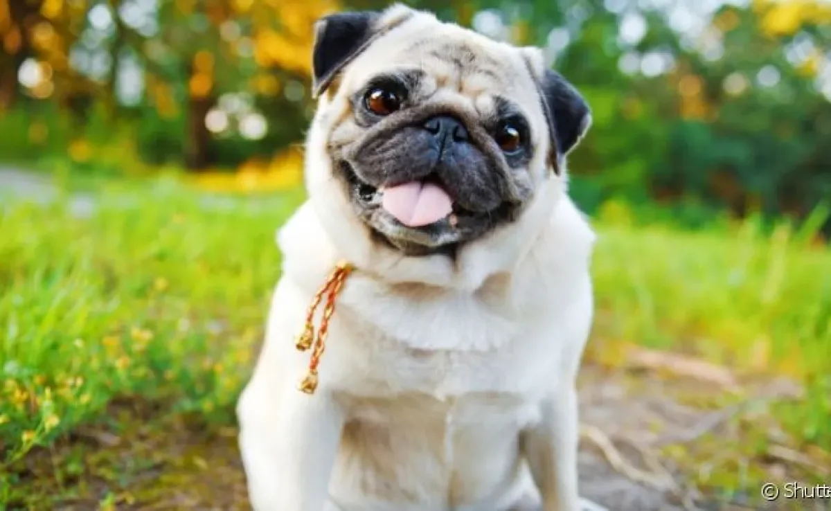 Raças de cachorro manso tornam a convivência muito mais tranquila