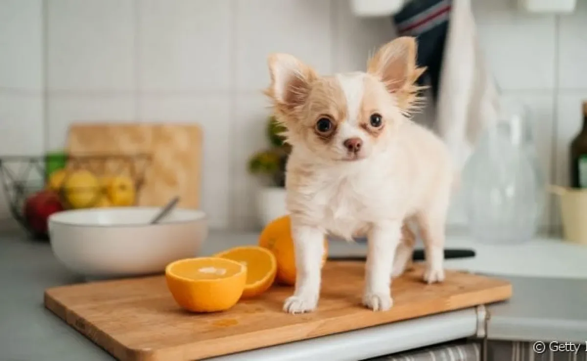  Saiba se cachorro pode comer laranja e como oferecer a fruta para o pet.