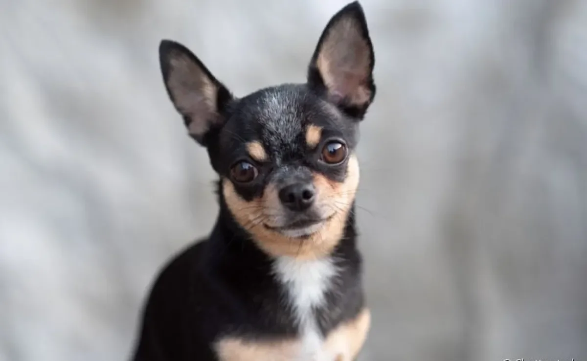 O Chihuahua é conhecido pela personalidade forte dentro de uma embalagem pequena